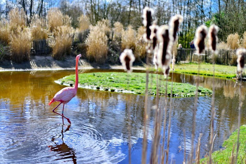 Bungalow De Groene Ster Villa Leeuwarden Dış mekan fotoğraf