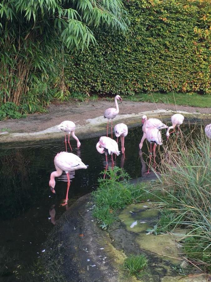 Bungalow De Groene Ster Villa Leeuwarden Dış mekan fotoğraf